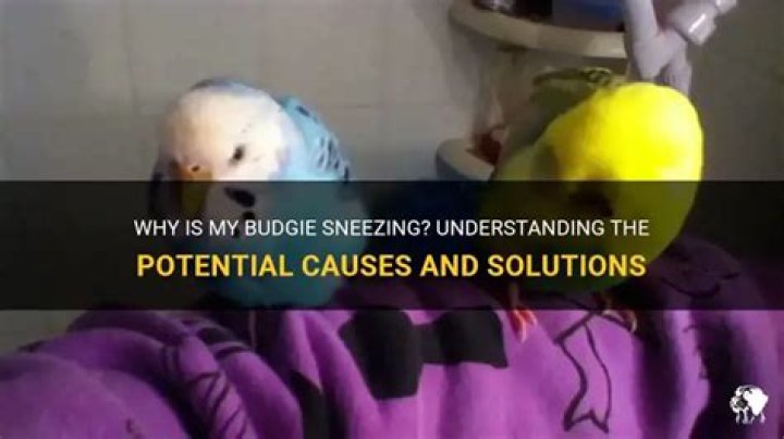 Is it bad if my budgie sneezes
