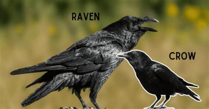 Ravens: Who Is Chris Horton’s Wife Jackie?