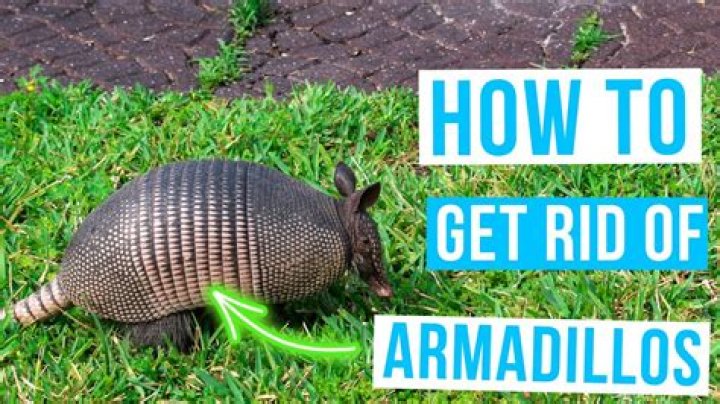 What is Armadillos Keep Digging TikTok Song? Origin And Lyrics Explained