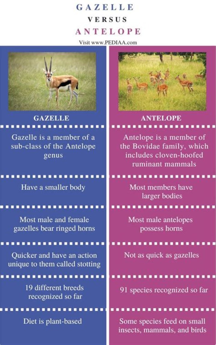 What is the Difference Between Gazelle and Antelope